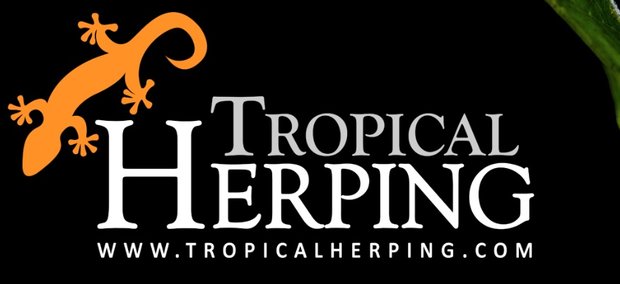 Atelopus poster van Tropical-Herping
