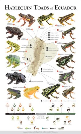 Atelopus poster van Tropical-Herping